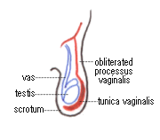 scrotum.gif